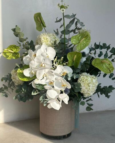 modern orchid