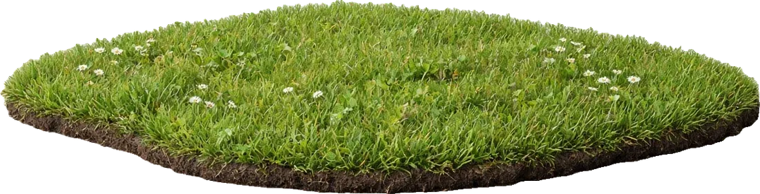 Soft light on the grass