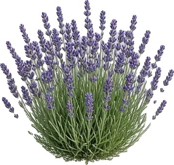 Lavender in bloom