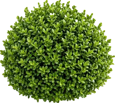 A clipped boxwood