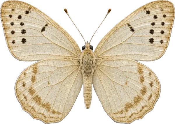A champagne butterfly
